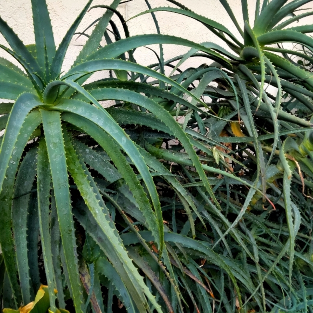 ALOE CLIPPINGS